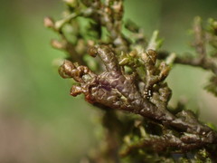 Frullania tamarisci