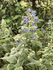 Pentaglottis sempervirens