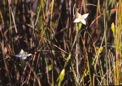 Lachnaea laxa