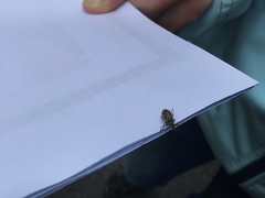 Polydrusus pilosus