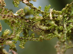 Frullania tamarisci