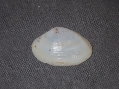 Mactrotoma antecedens