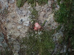 Trigonaspis megaptera