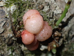 Trigonaspis megaptera