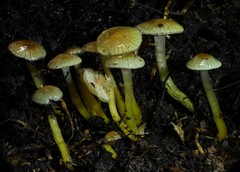 Gliophorus