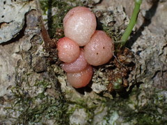 Trigonaspis megaptera