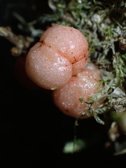 Trigonaspis megaptera