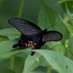 Papilio demetrius demetrius
