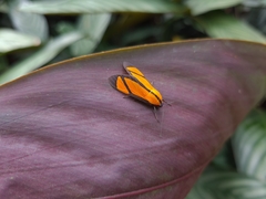 Ormetica chrysomelas