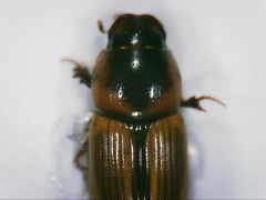 Labarrus lividus