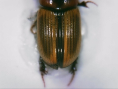 Labarrus lividus