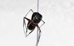Camponotus ionius