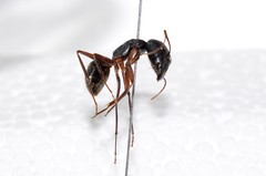 Camponotus ionius