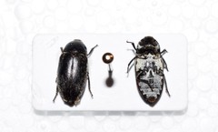 Dermestes frischii