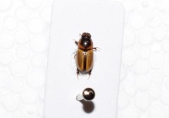 Labarrus lividus