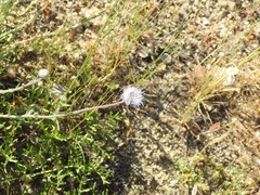 Jasione sessiliflora