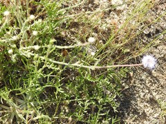 Jasione sessiliflora