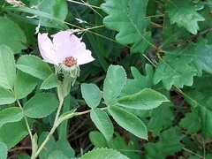 Rosa tomentosa