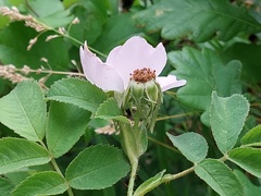 Rosa tomentosa