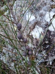 Allocasuarina rigida rigida