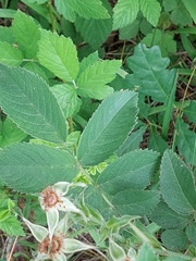 Rosa tomentosa