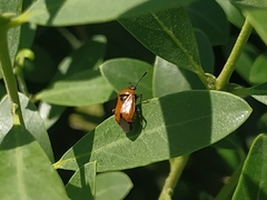 Deraeocoris punctum