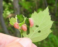 Blaesodiplosis venae