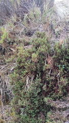 Dracophyllum pearsonii