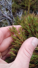 Dracophyllum pearsonii