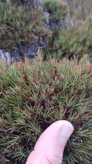 Dracophyllum pearsonii