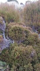 Dracophyllum pearsonii