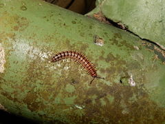 Chamberlinius hualienensis