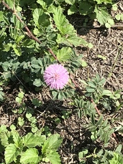 Mimosa