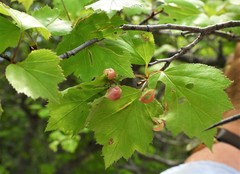 Blaesodiplosis venae