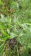 Artemisia sericea