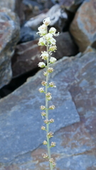 Reseda glauca