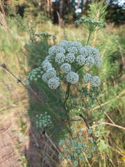 Seseli annuum