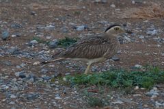 Burhinus bistriatus