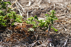 Dissosteira spurcata