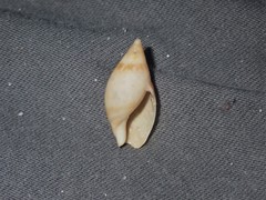 Amalda marginata