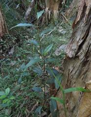 Persicaria dichotoma