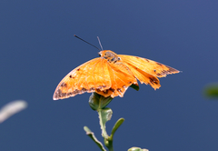Charaxes marmax