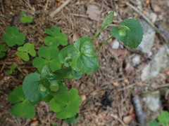 Puccinia violae