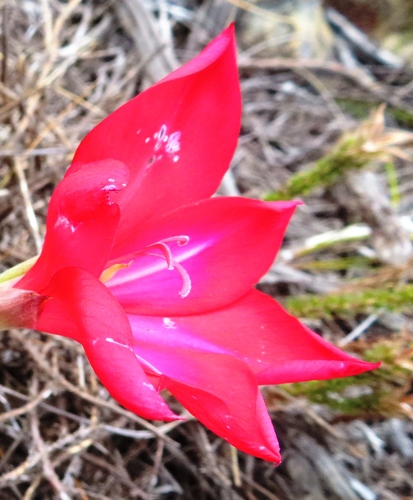 Image of Gladiolus carmineus by (c) linkie, some rights reserved (CC BY)