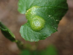 Puccinia violae