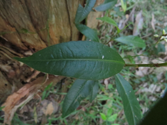 Persicaria dichotoma