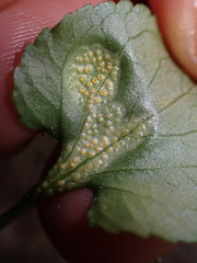 Puccinia violae