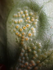 Puccinia violae