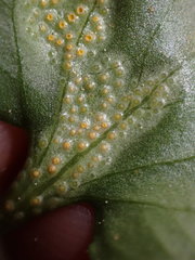 Puccinia violae