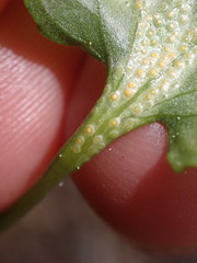 Puccinia violae